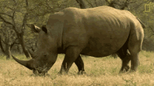 Gif animé rhinocéros marche